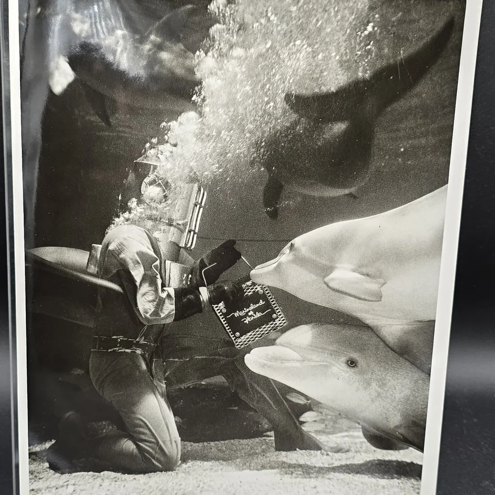 Dolphins Diver Tallahassee Florida